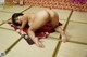 A naked asian woman laying on a tatami mat.